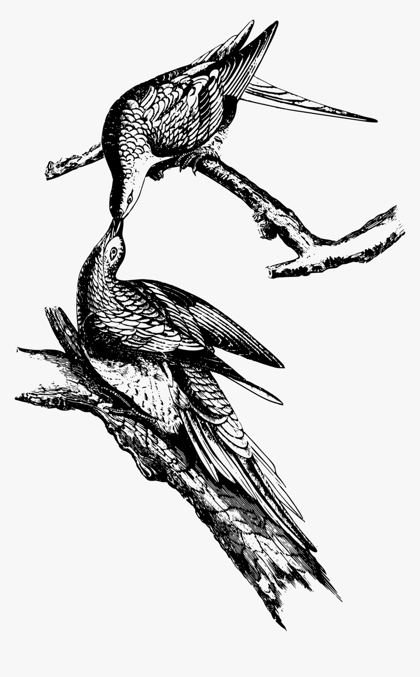 Wild Pigeon Clip Arts - Clip Art, HD Png Download