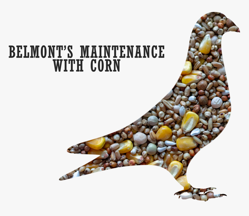 Belmont S Maintenance Pigeon Mix With Corn 
 Title - Maintenance Feeds For Pigeon, HD Png Download