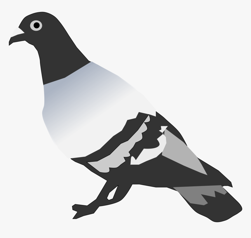 Pigeon Clipart Small Dove - Pigeon Vertebrate Or Invertebrate, HD Png Download