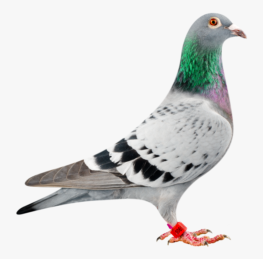Amigo 900 Bred In Conjunction With Peter Van Der Merwe - Most Expensive Dove In The World, HD Png Download