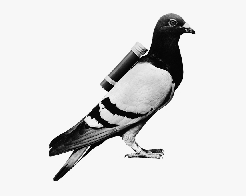 Carrier Pigeon, HD Png Download