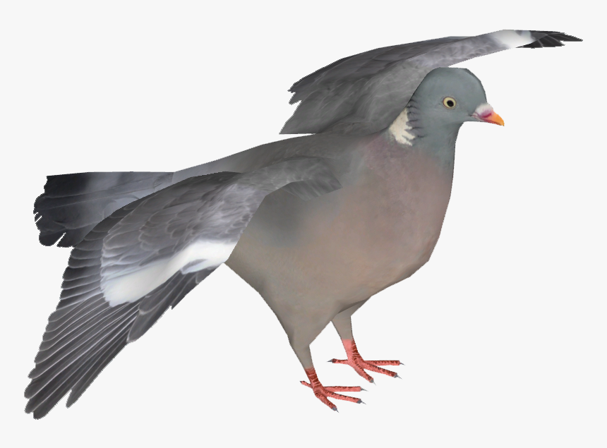 Stock Dove, HD Png Download