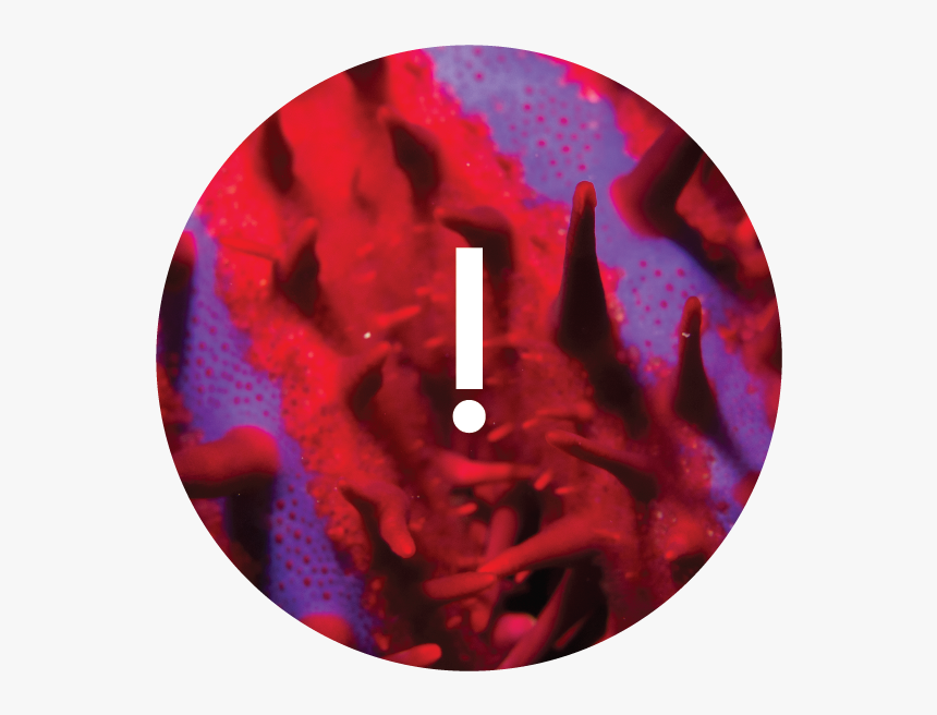 -01 - Circle, HD Png Download