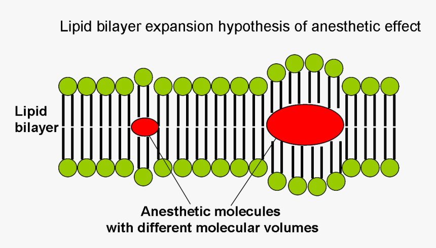 Lipid Bilayer Expansion Hypothesis Of Anesthetic Effect - Hypothesis, HD Png Download