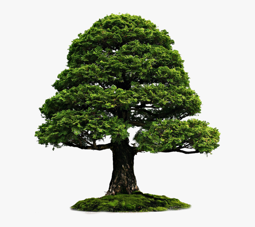 Tree With Grass Png Image - Tree Wallpaper Hd Png, Transparent Png