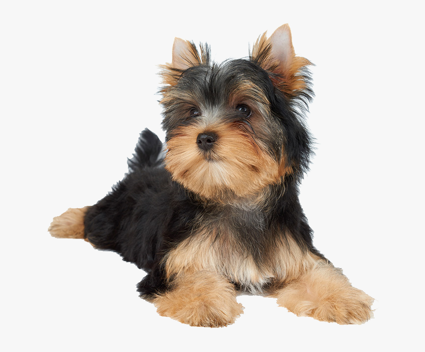 Dogs Png Photo - Dog Laying Png, Transparent Png