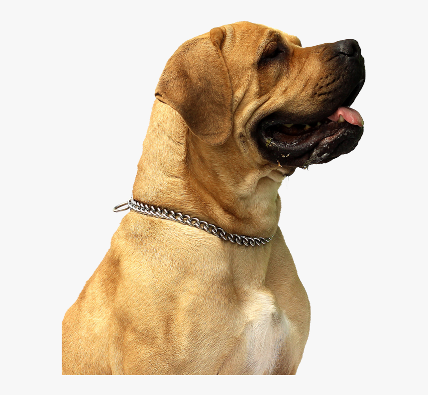 50356 - Dog Png, Transparent Png