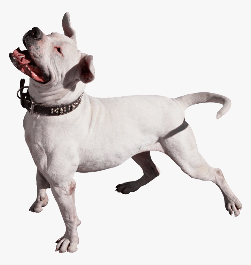 50293 - Dog, HD Png Download