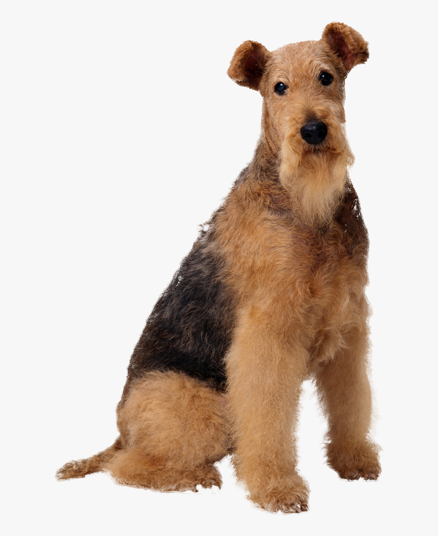 Transparent Tumblr Dog Png - Зоомагазин Товары Для Животных, Png Download