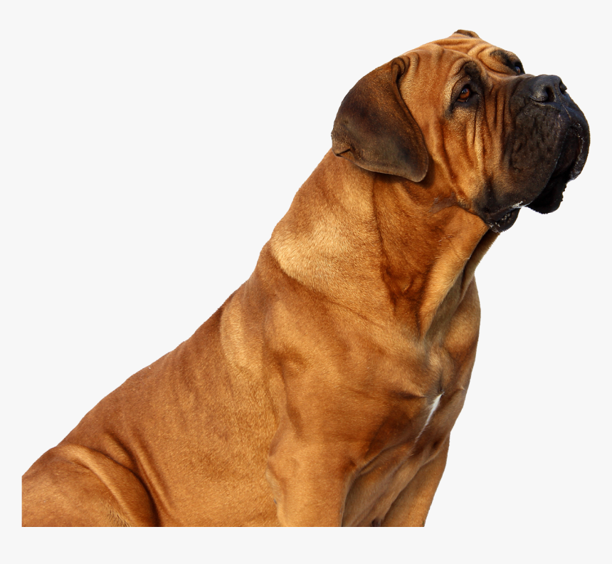 Dog Looking Up Png, Transparent Png