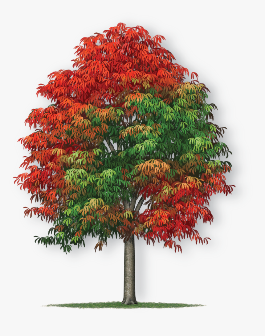 New Mexico Maple, HD Png Download