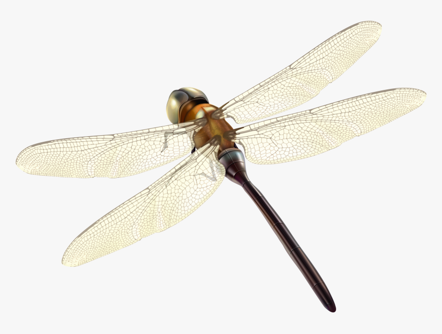 Dragonfly Png Clipart - Portable Network Graphics, Transparent Png