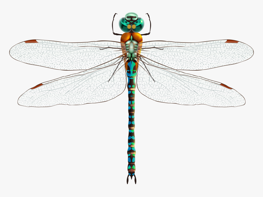 Dragonfly Png Clip Art - Стрекозы Пнг, Transparent Png