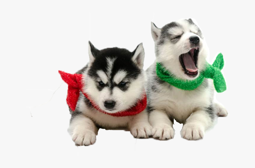 Dogs Png Transparent Background - Dog, Png Download