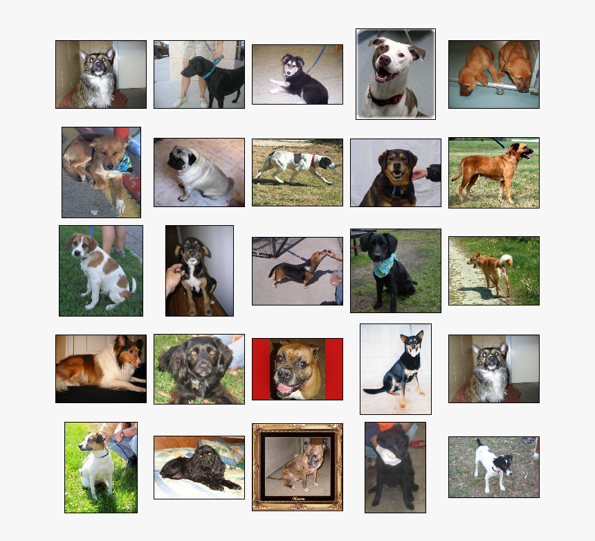 Download - Machine Learning Python Dog And Cats, HD Png Download