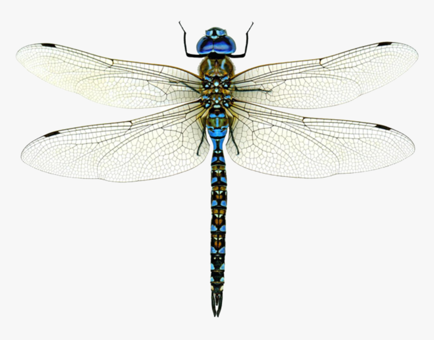 Dragonfly Png Image Free Download - Dragonfly Png, Transparent Png