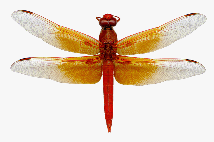Download Dragonfly Png Image - Dragonfly Png, Transparent Png