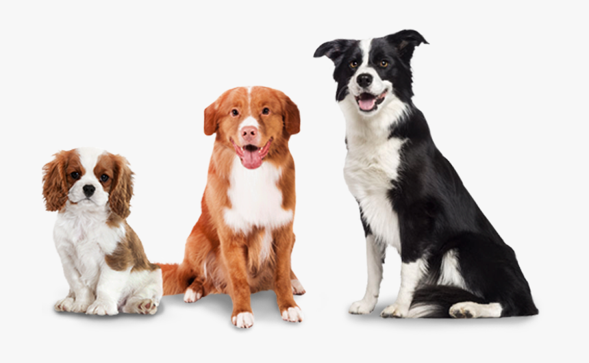 Woofpack Extra Dogs - Soft Coated Border Collie, HD Png Download