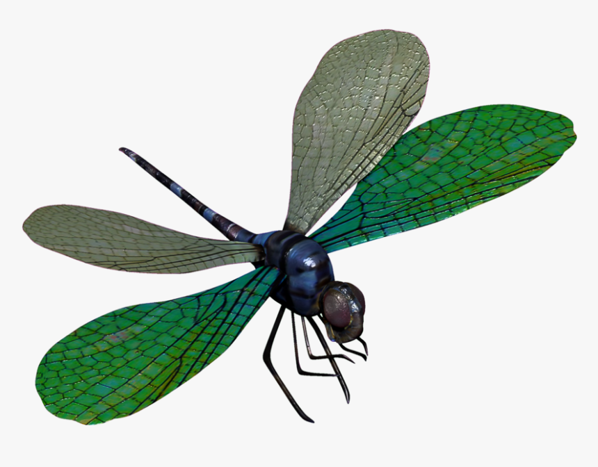 Download Dragonfly Transparent Png For Designing Projects - Dragon Fly Png, Png Download