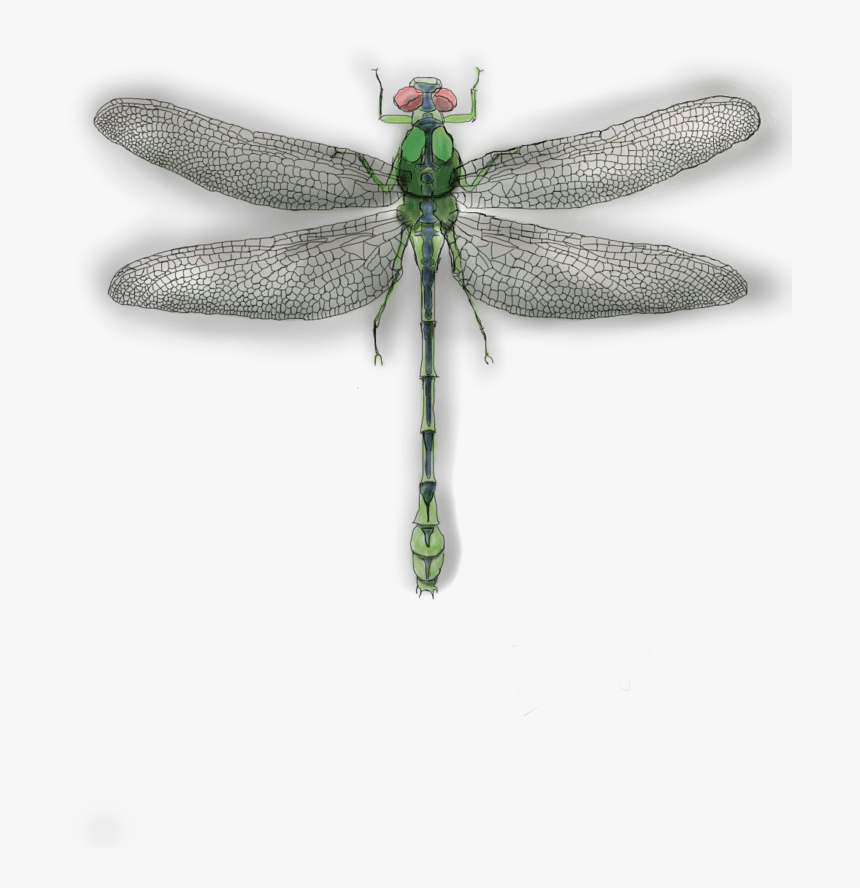 Net-winged Insects, HD Png Download