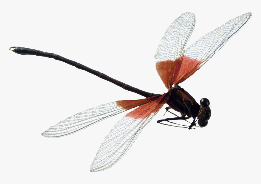 Dragonfly Png Image - Dragonfly Png, Transparent Png