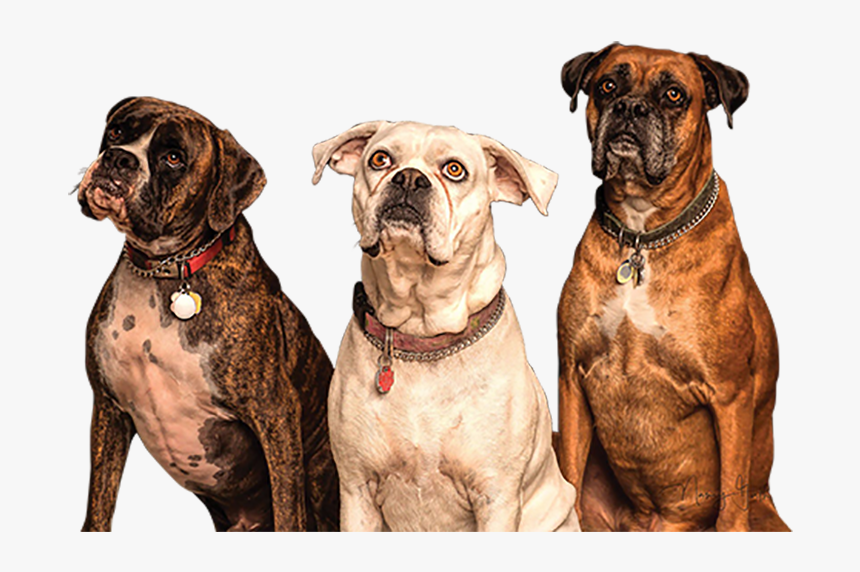 3 Dogs Png, Transparent Png