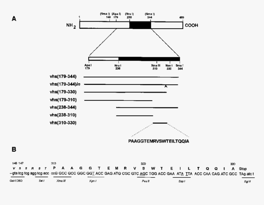 Diagram, HD Png Download