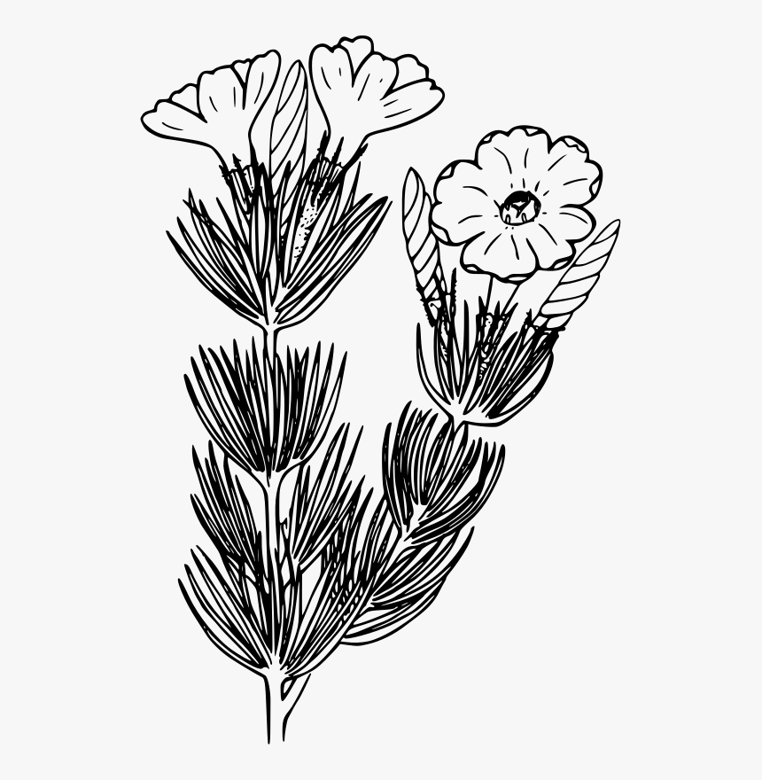 Transparent Flower Outline Png - Dianthus, Png Download