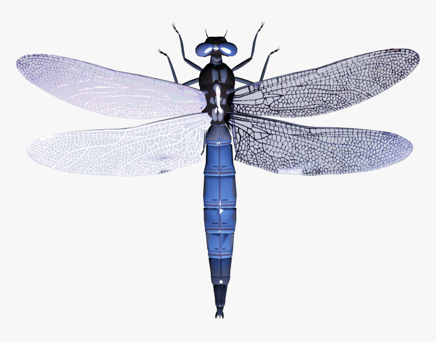 Dragonfly Png - Transparent Background Dragonfly Clipart, Png Download