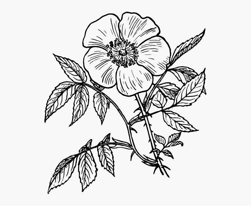 Botanical Vector Flower Line Drawing Transparent Png - Flower Line Drawing Png, Png Download