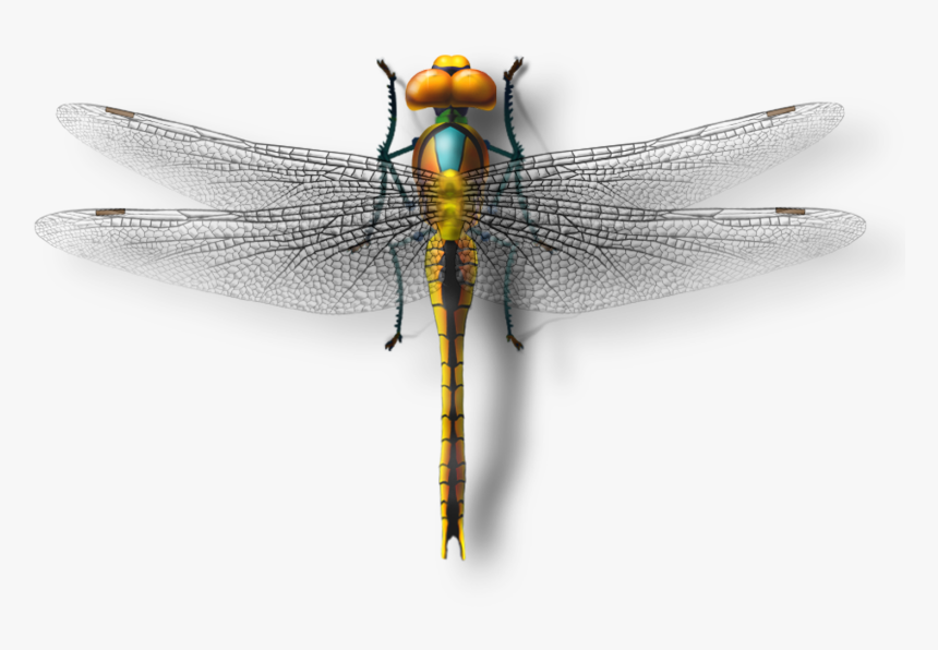 Dragonfly Transparent Photography - Net-winged Insects, HD Png Download