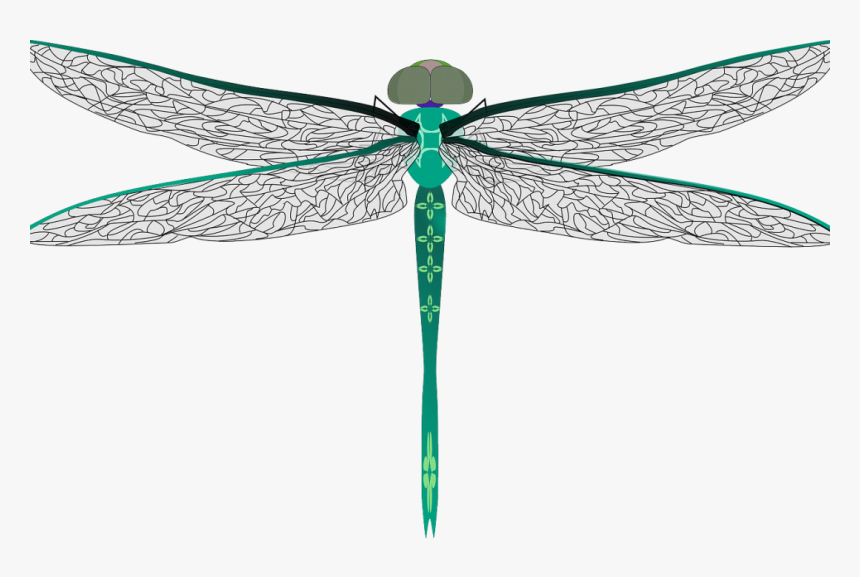 Clip Art Symbolism And Meaning Off - Big Dragonfly Clipart, HD Png Download