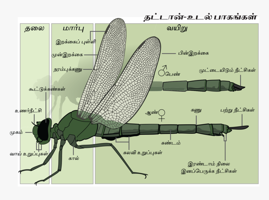 Anatomy Of A Damselfly, HD Png Download