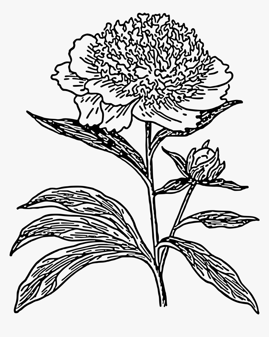 Peony Outline Png - Black And White Peonies Clipart, Transparent Png