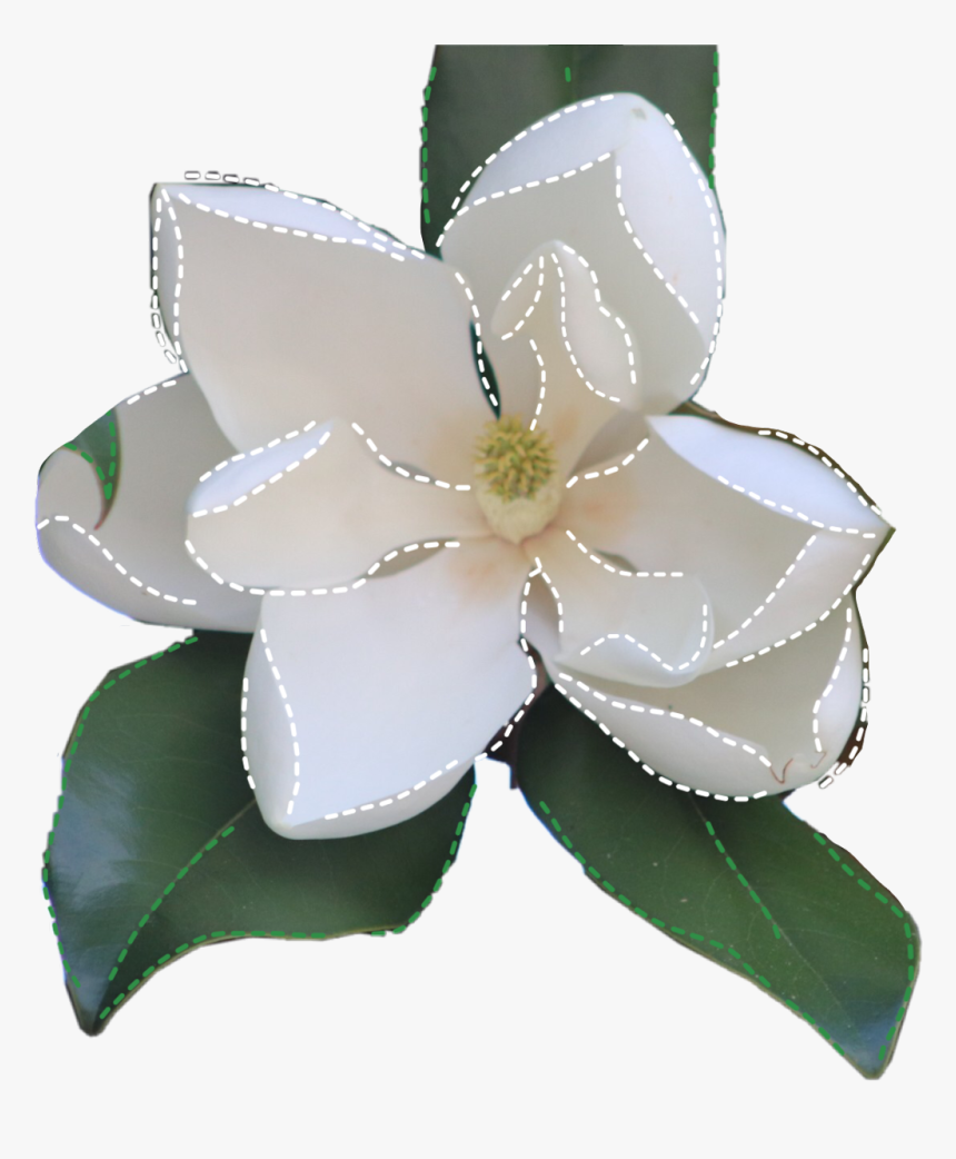 #flower #outline #dottedline #floral #tumblr #aesthetic - Artificial Flower, HD Png Download