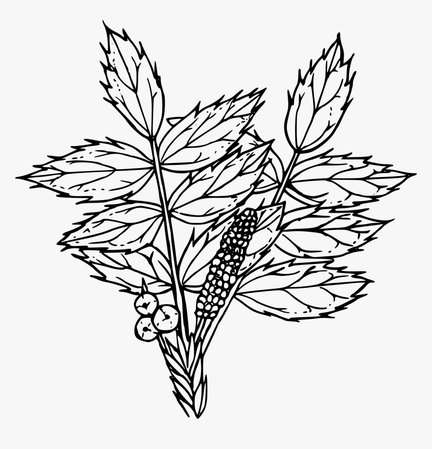 Clip Art Free Stock Outline Of A Flower - Drawing Oregon Grape, HD Png Download