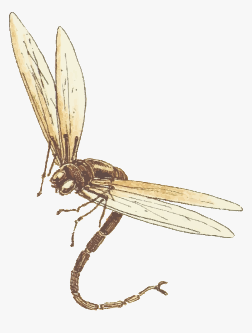 Dragonfly - ภาพ เคลื่อนไหว แมลงปอ, HD Png Download