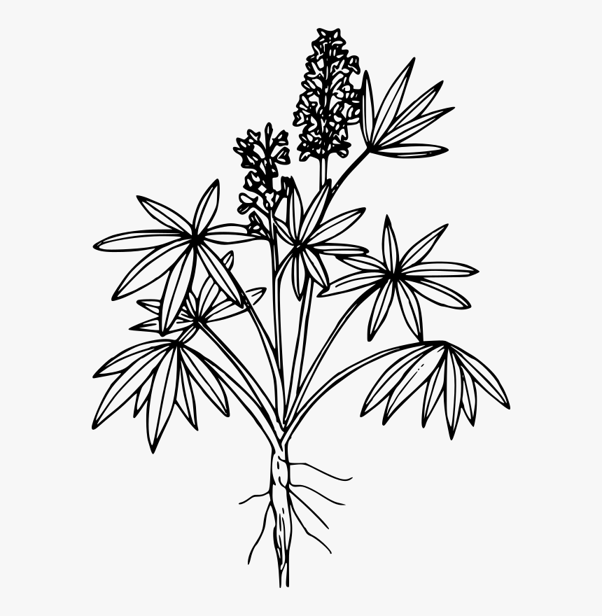 Tailcup Lupine - Coloring Page, HD Png Download