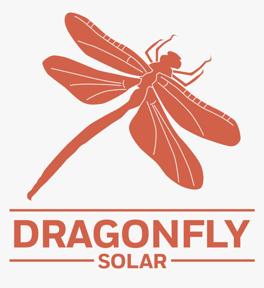 Net-winged Insects, HD Png Download