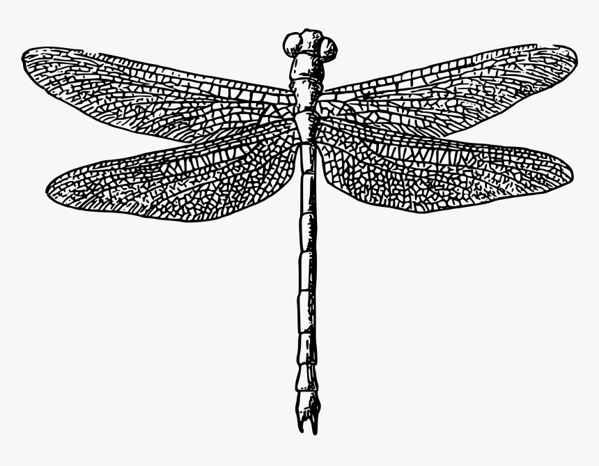 Dragonfly - Black And White Dragonfly Png, Transparent Png