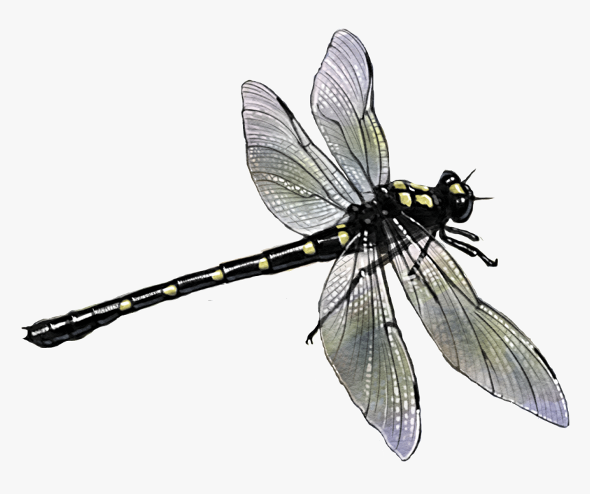 Dragon Butterfly, HD Png Download