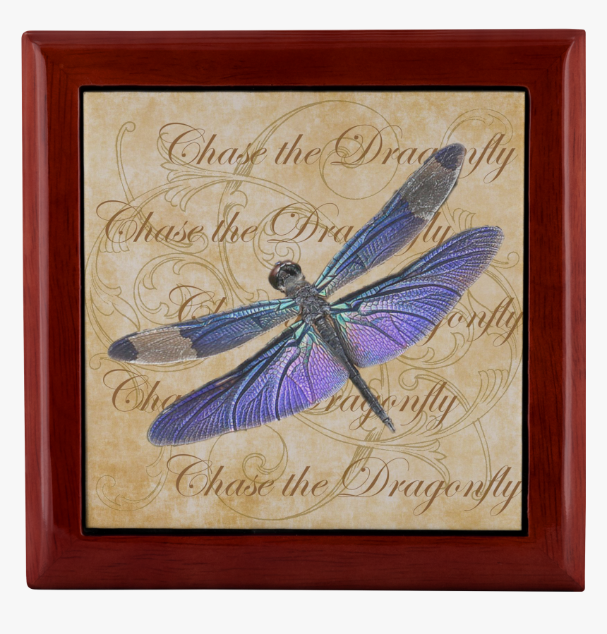 Dragonfly Png, Transparent Png