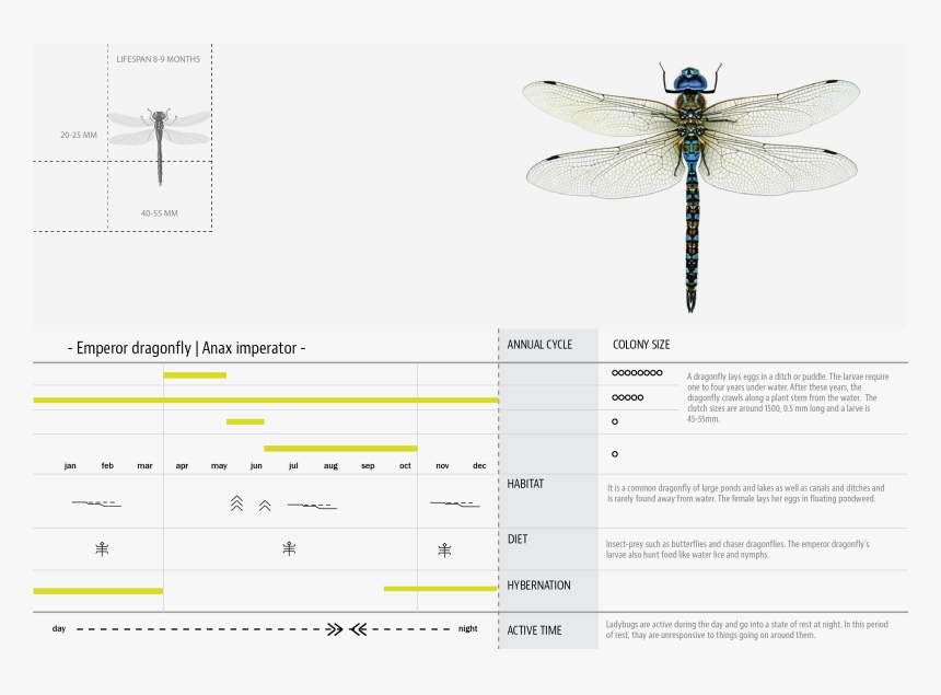 Products Hyperbody 05 Dragonfly - Dragonfly, HD Png Download