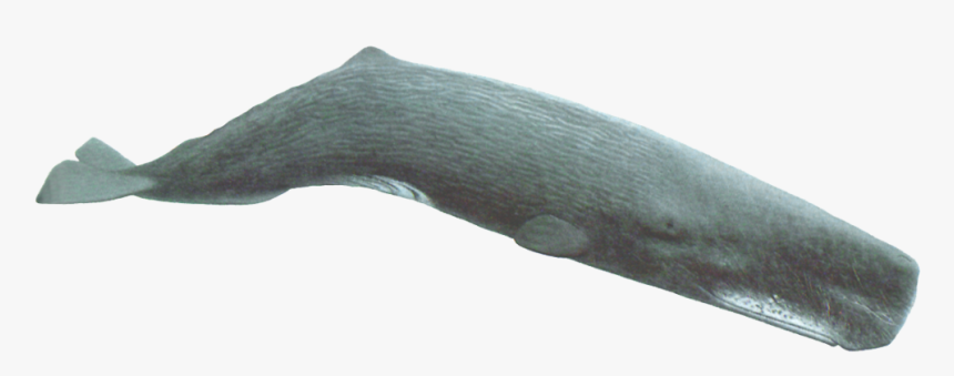 Transparent Humpback Whale Png - Sperm Whale Transparent Background, Png Download