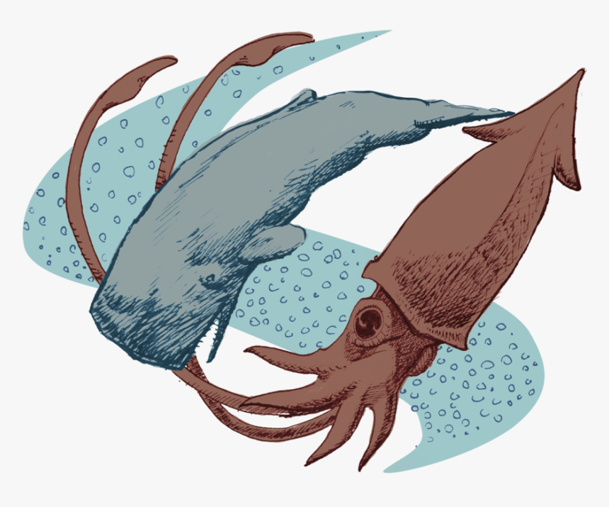 Clipart Whale Sperm Whale - Sperm Whale And Colossal Squid Png, Transparent Png