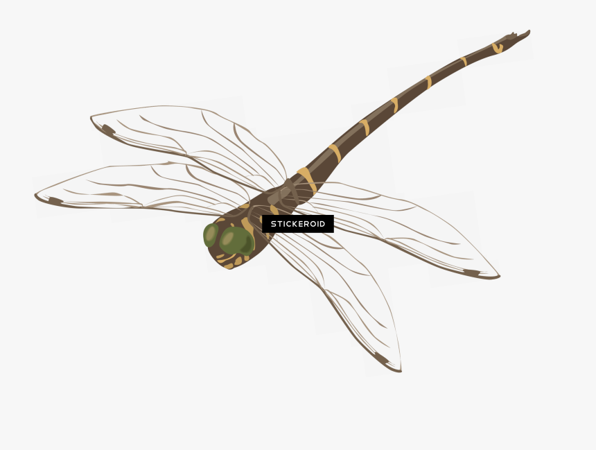 Photography , Png Download - Net-winged Insects, Transparent Png