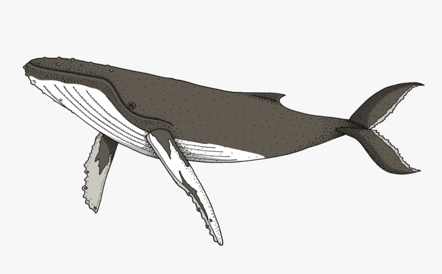 Marine Whale,dolphin,sperm Whale,bottlenose Dolphin,blue - Transparent Humpback Whale Clipart, HD Png Download
