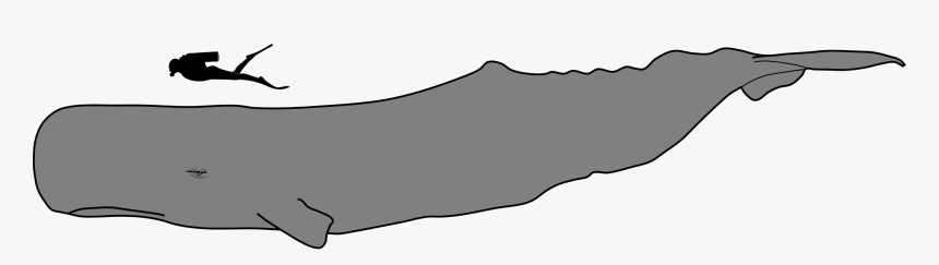 Sperm Whale Vs Human, HD Png Download