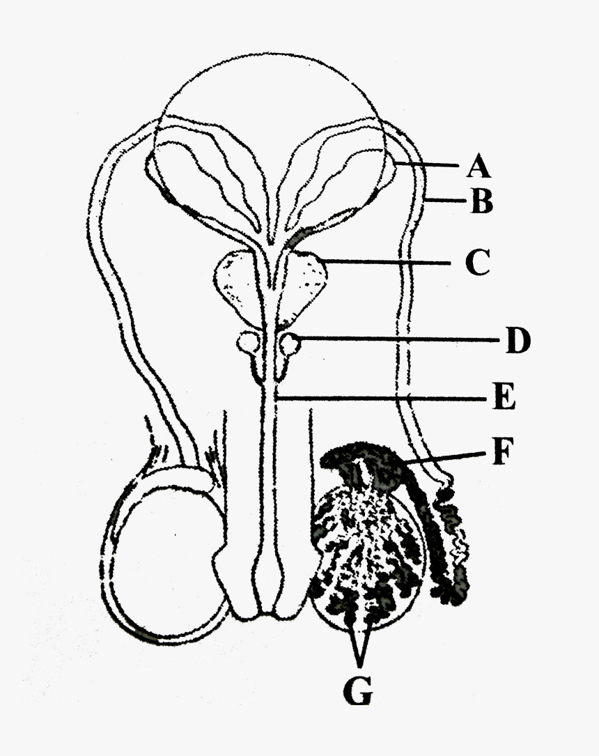 Sketch, HD Png Download