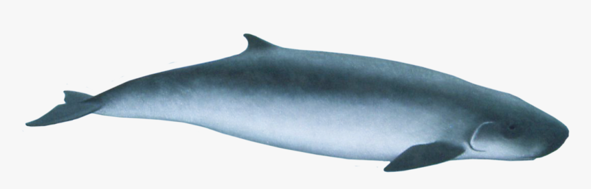 Pygmy Sperm Whale - Pygmy Sperm Whale Png, Transparent Png